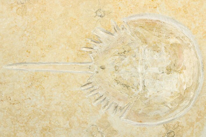 Horseshoe Crab Fossil w/ Floating Crinoids - Solnhofen Limestone #325631